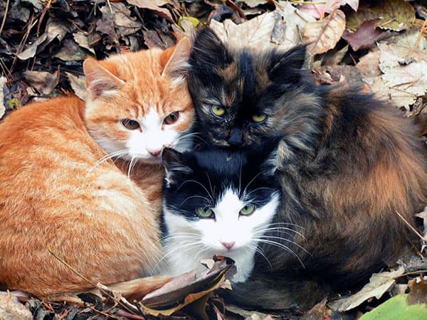 Кисловодск. Три милых котика.